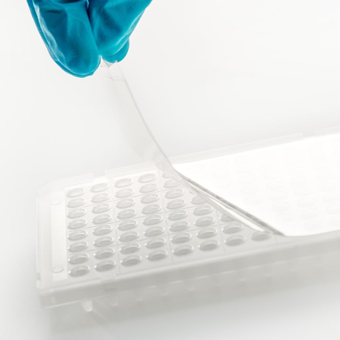 Picture of a qPCR optical seals placed on a plate