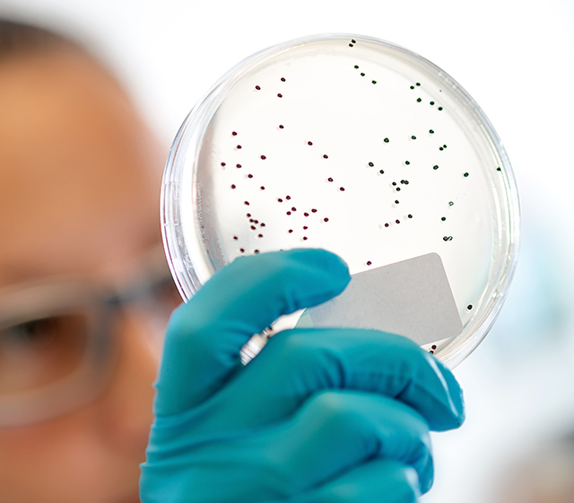 vhh-fragments-and-llama-antibody-production-eurogentec